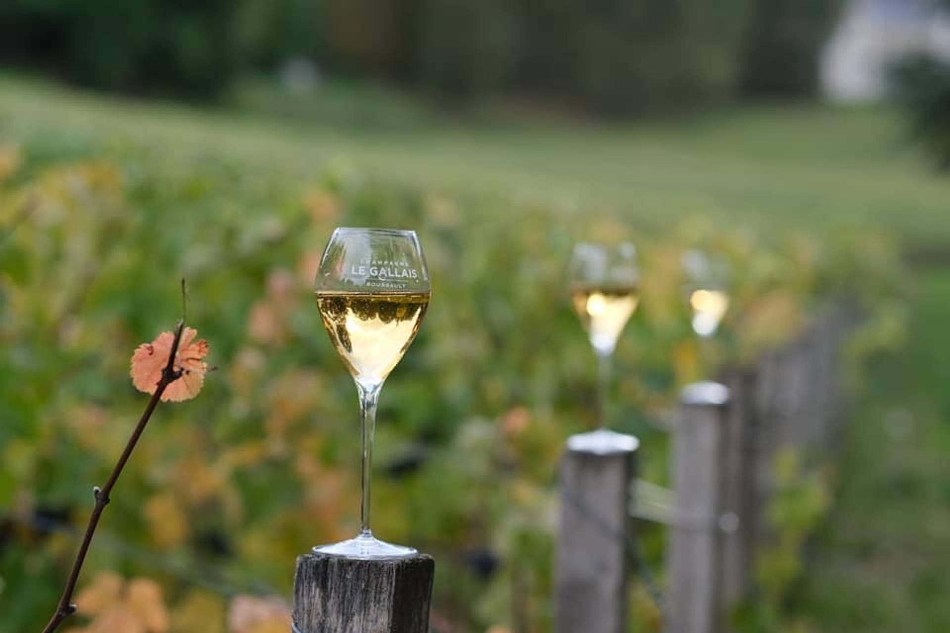 Tasting of 3 Champagnes