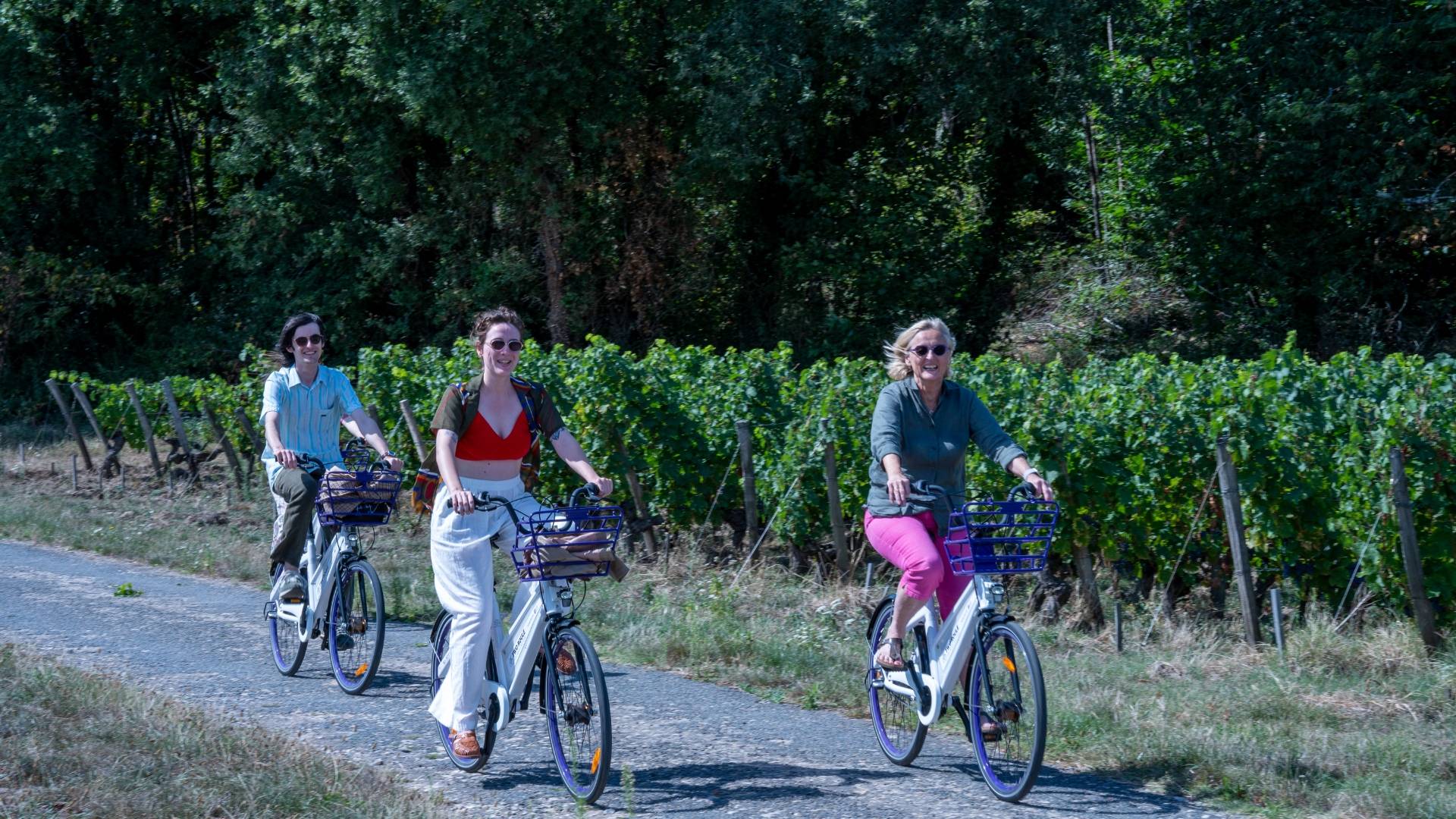 Vineyards, Wine, Bike