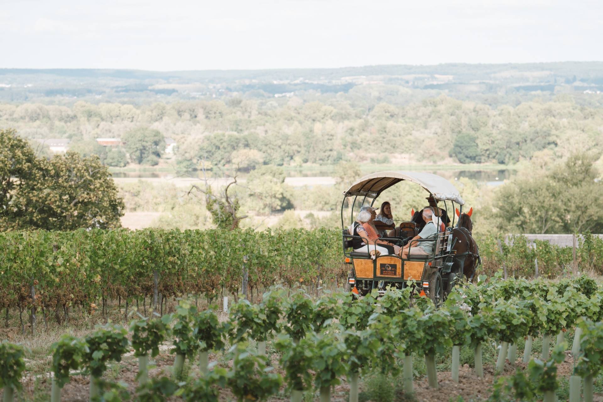 Vineyard carriage tour