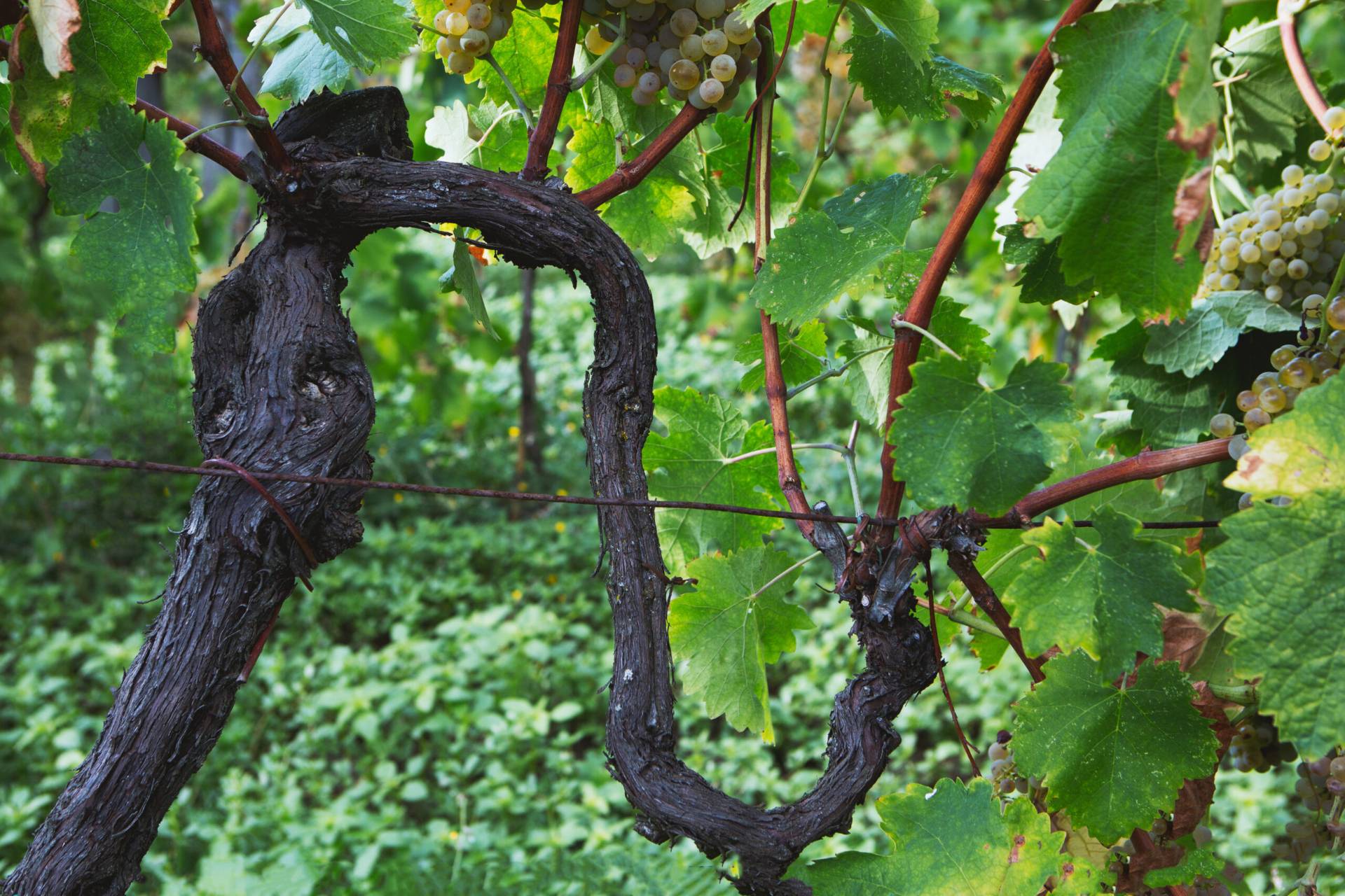 Atto Vino, a route dedicated to natural wines