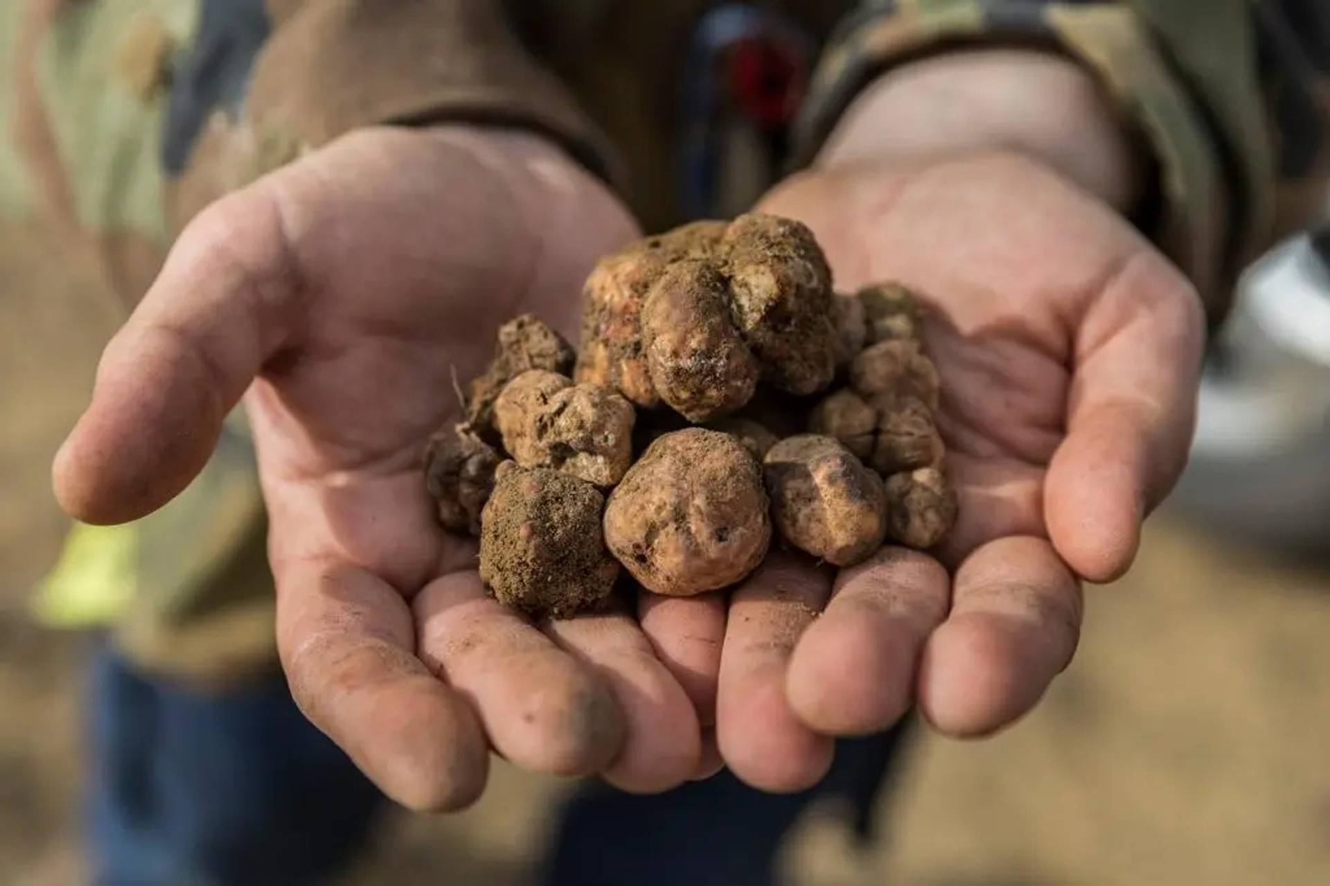 Truffle hunting with wine tasting