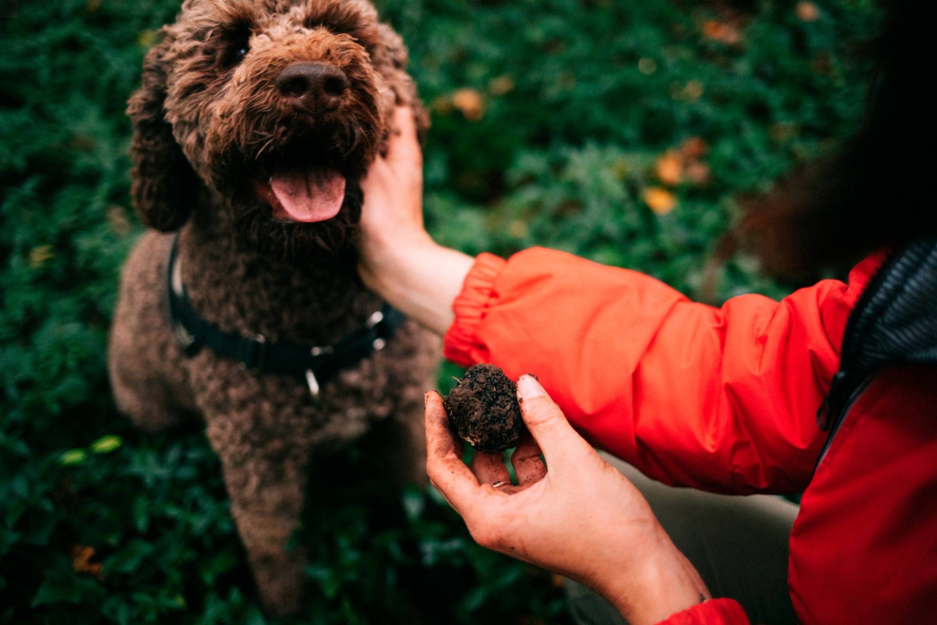 Unearth and taste the Champagne truffle