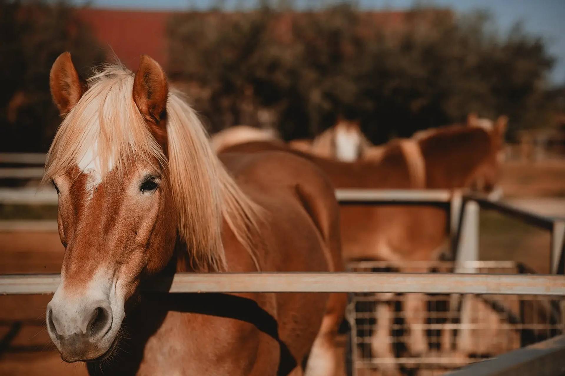 Meet the farm animals
