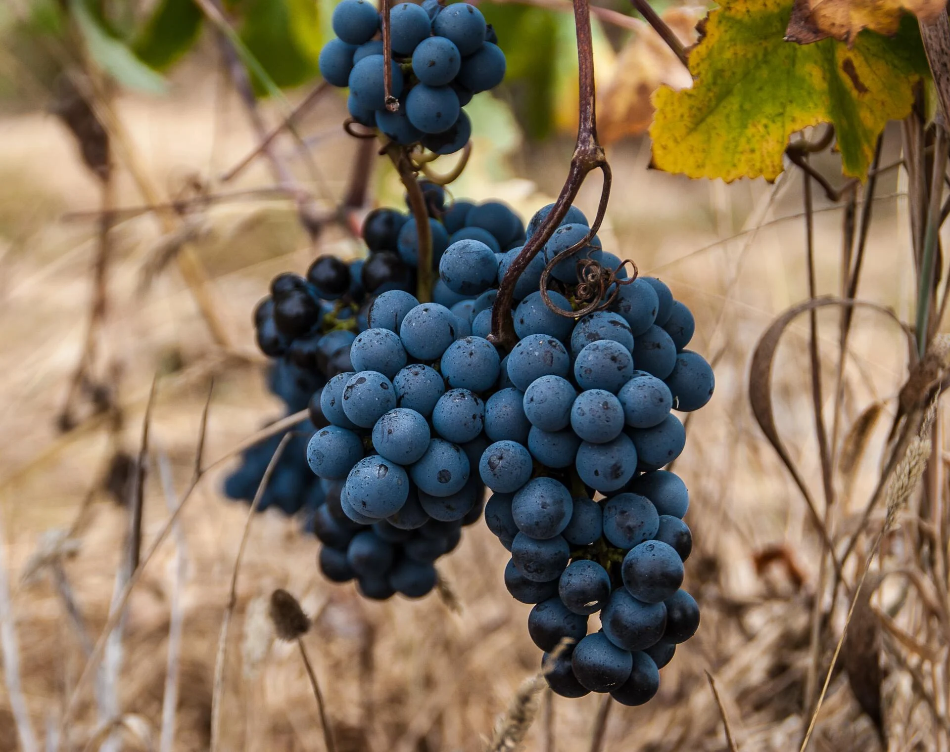 A Serenada – Prova de 4 Vinhos