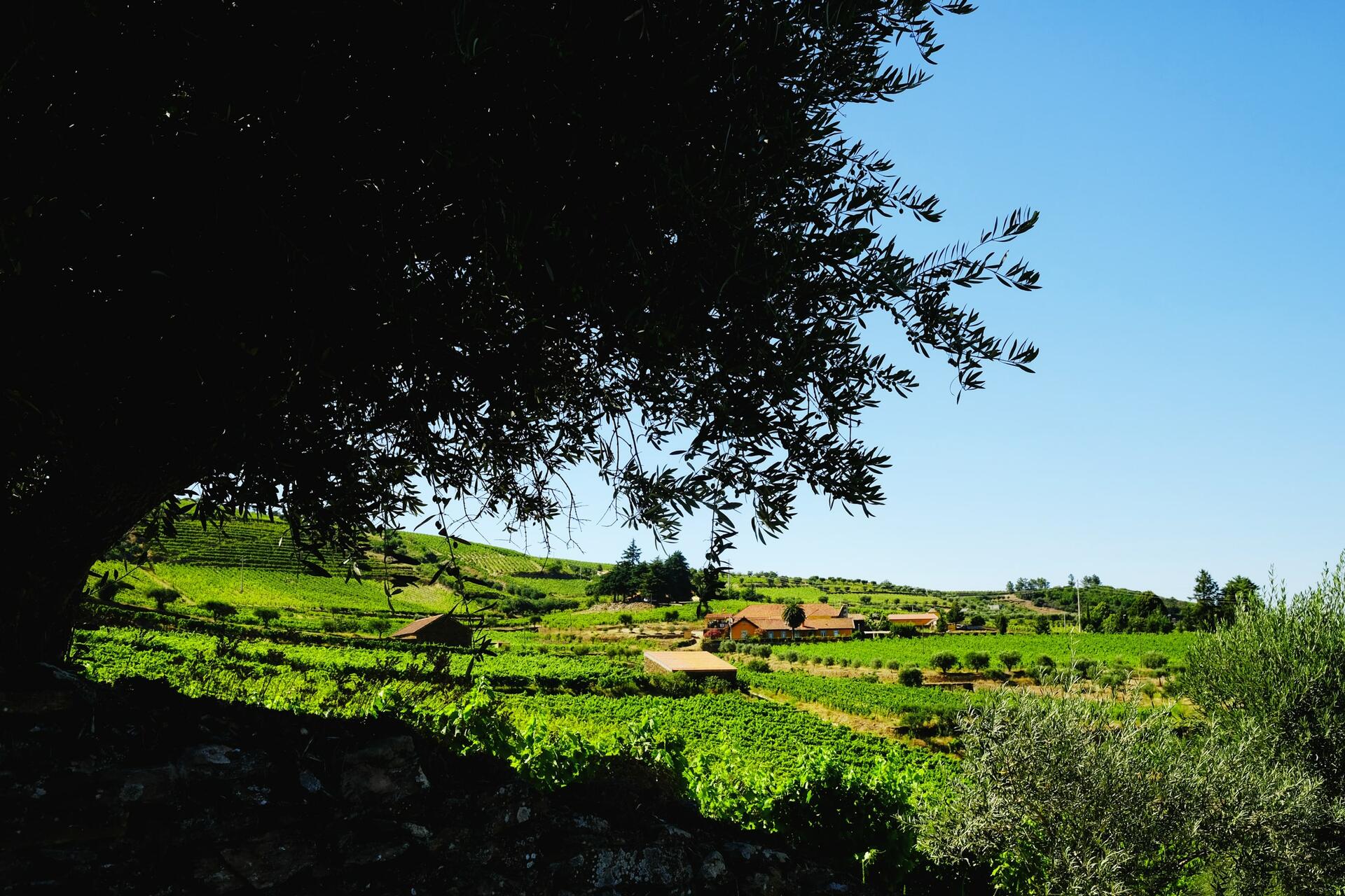 Quinta do Monte Travesso – Visita & Prova Clássica