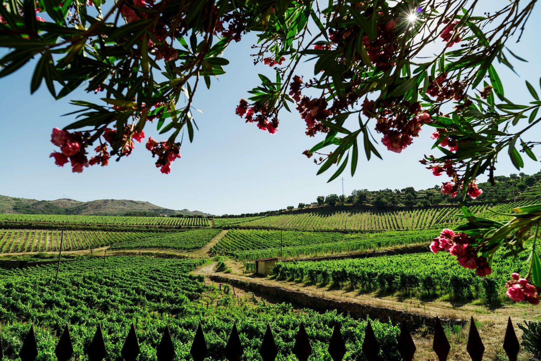 Quinta do Monte Travesso – Piquenique Regional