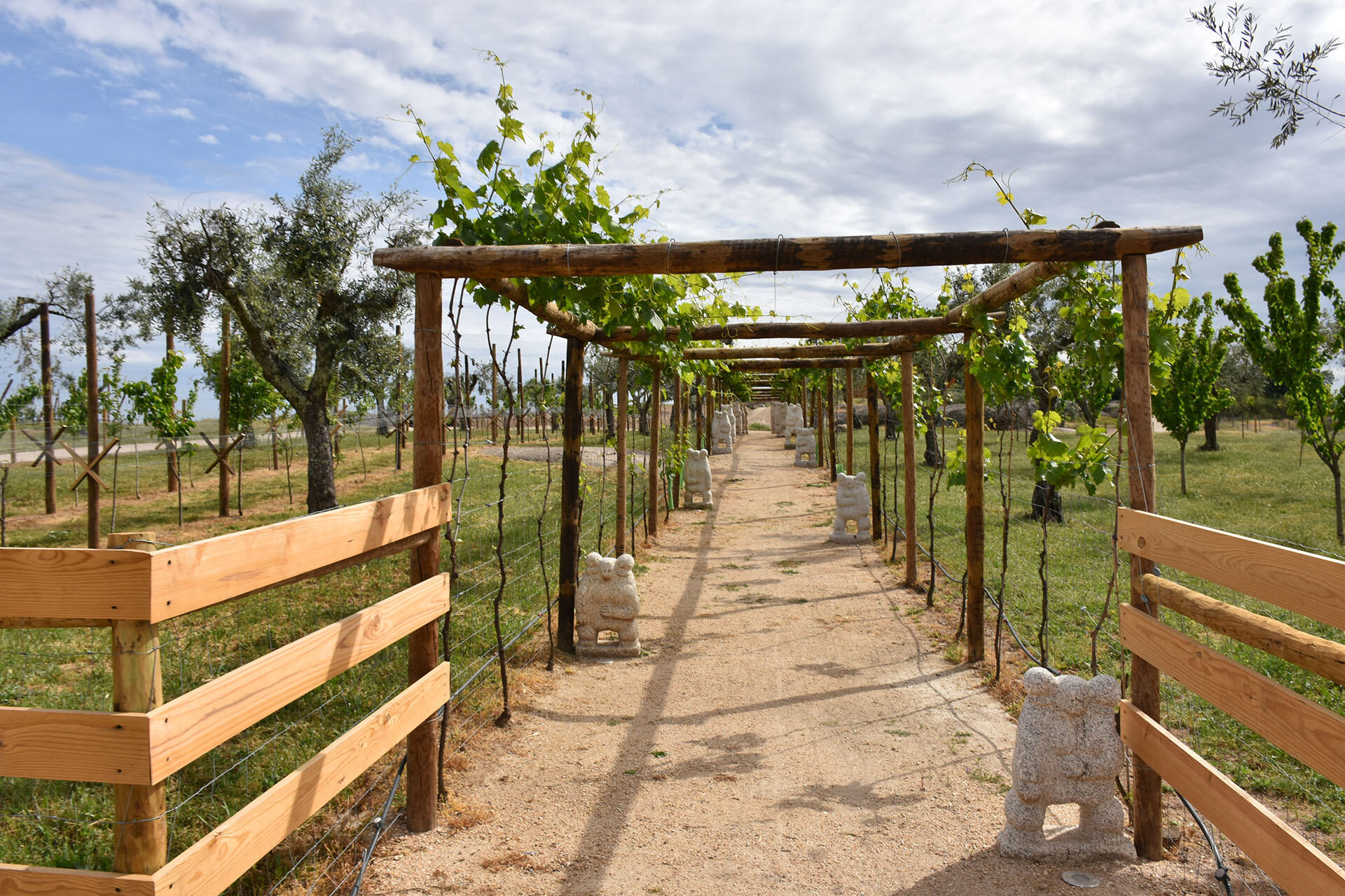 Herdade da Rocha – Vindimas