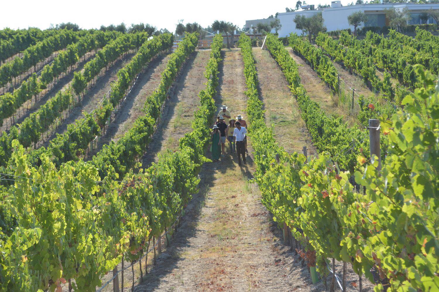 Herdade da Rocha – Vindimas