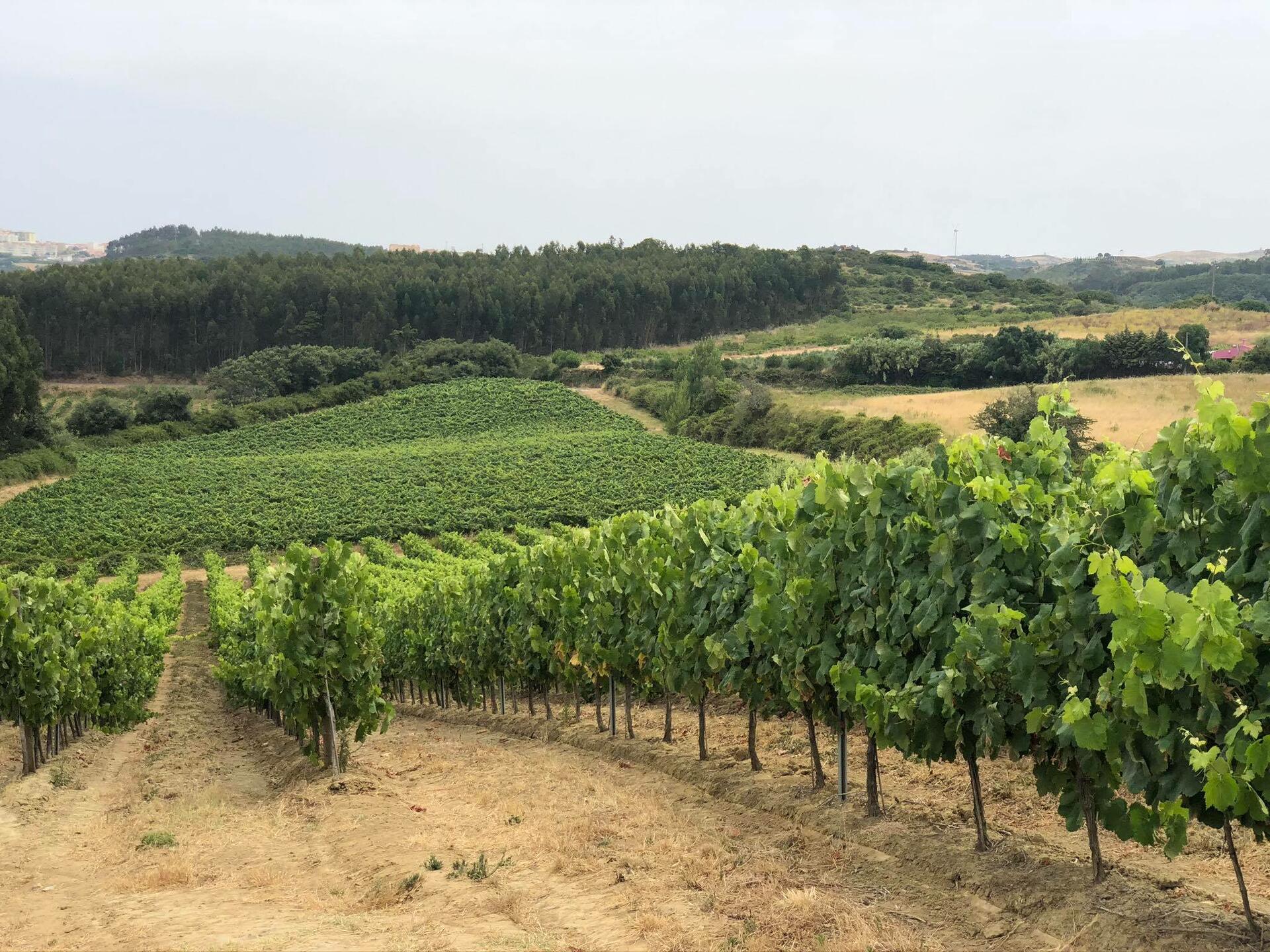 Quinta do Cerrado da Porta – Prova Experts