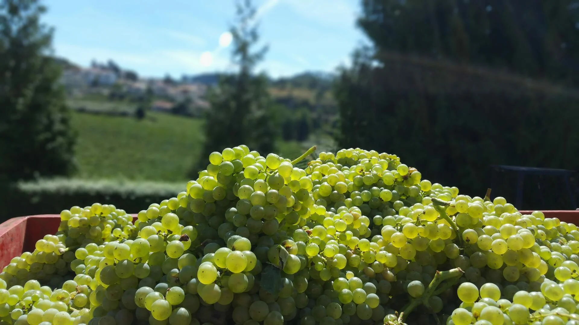 Quinta da Lixa – Visita & Prova 5 Sentidos