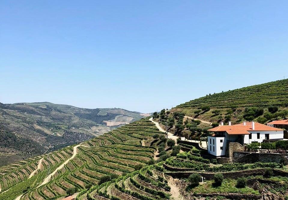 Os Aromas do Douro Vinhateiro