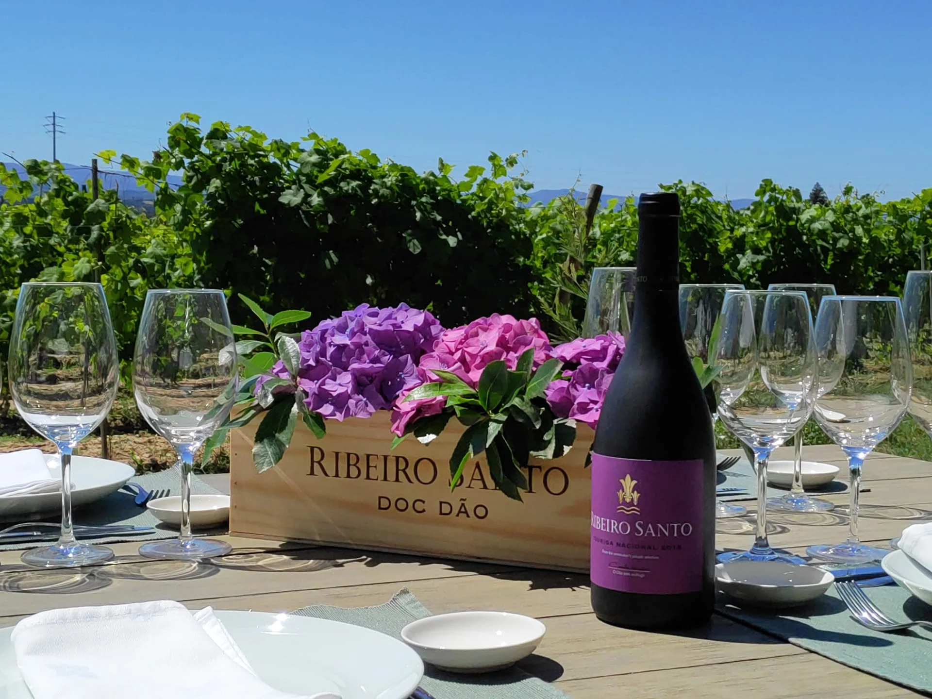 Wine Magnum – Da Vinha à Mesa