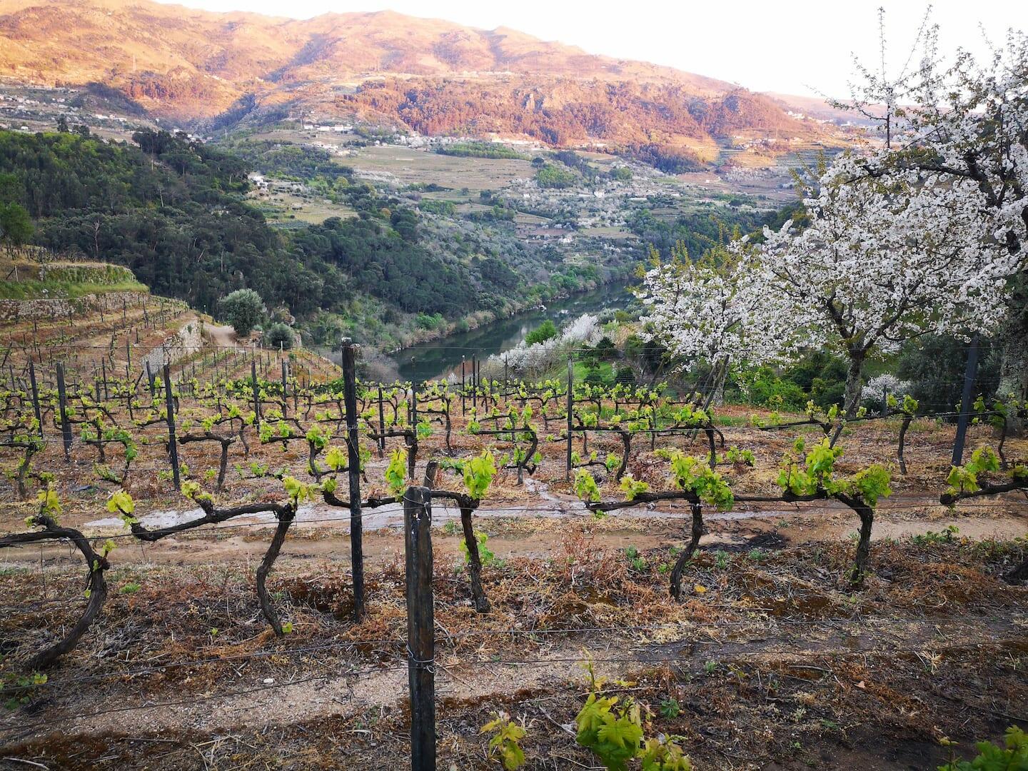 Quinta Barqueiros D’Ouro – Visita & Prova