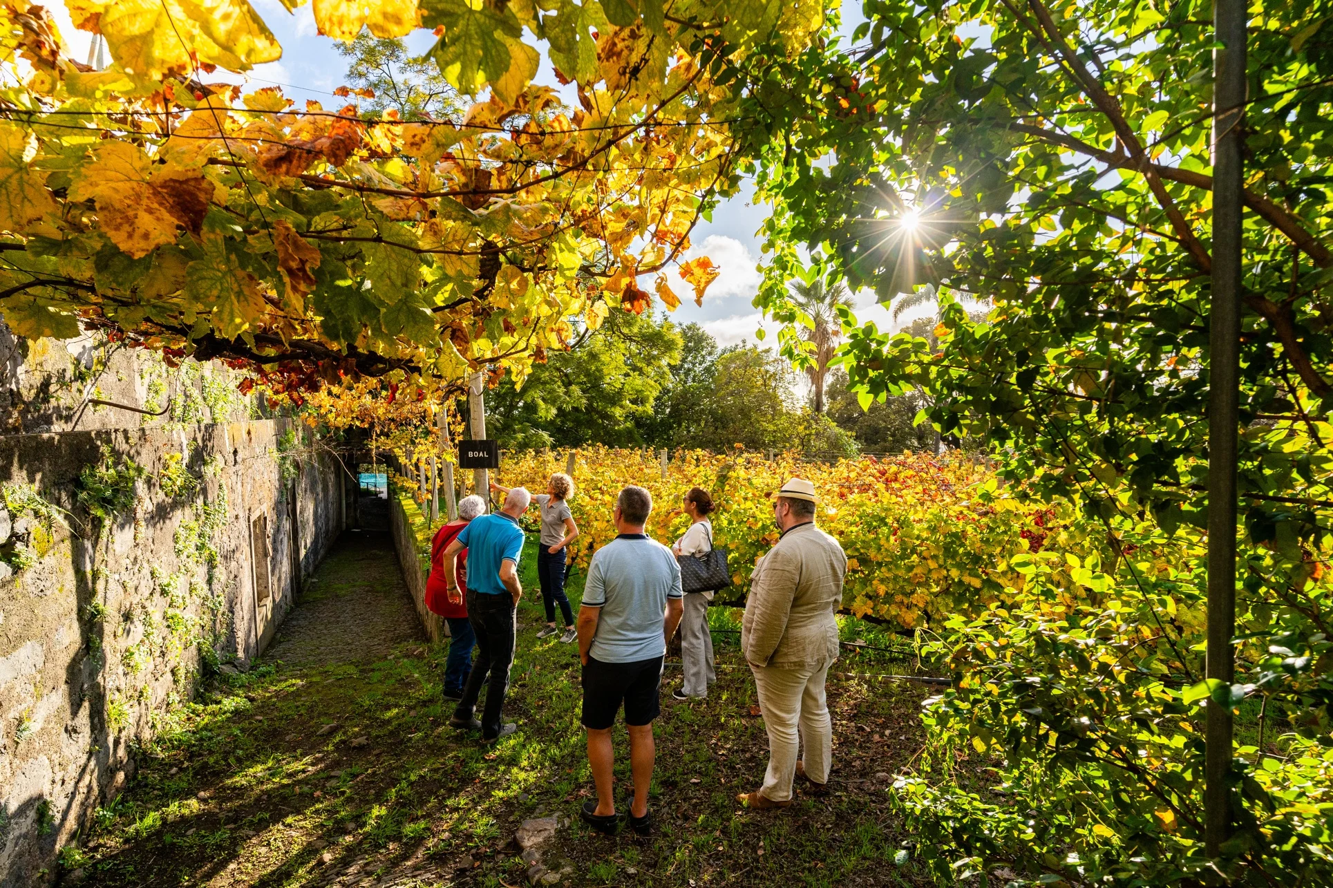 Blandy’s Madeira – Vineyards Heritage Tour