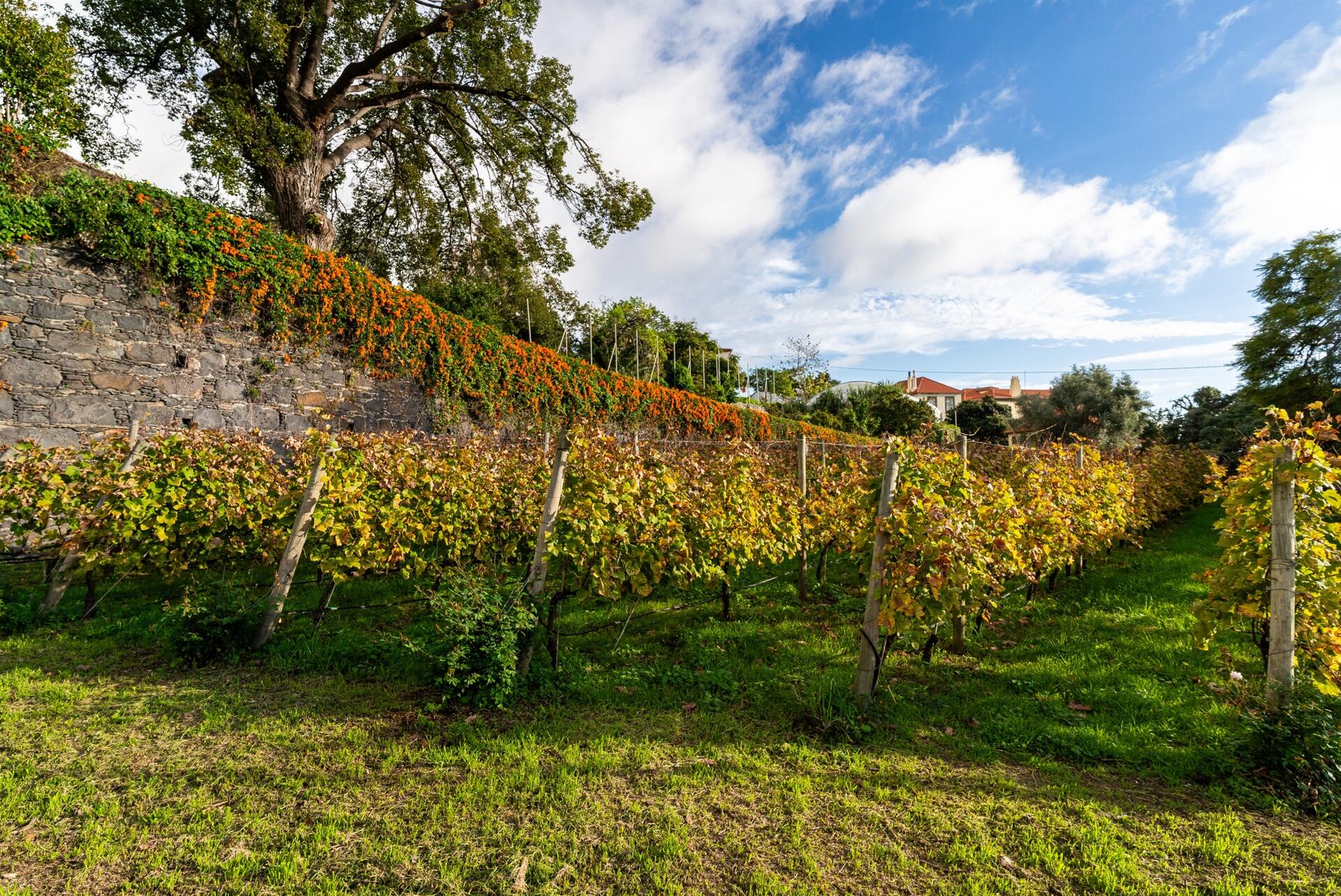 Blandy’s Madeira – Vineyards Heritage Tour