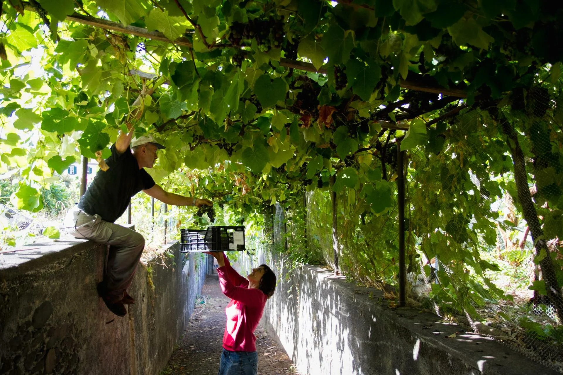 Blandy’s Madeira – Vineyards Heritage Tour