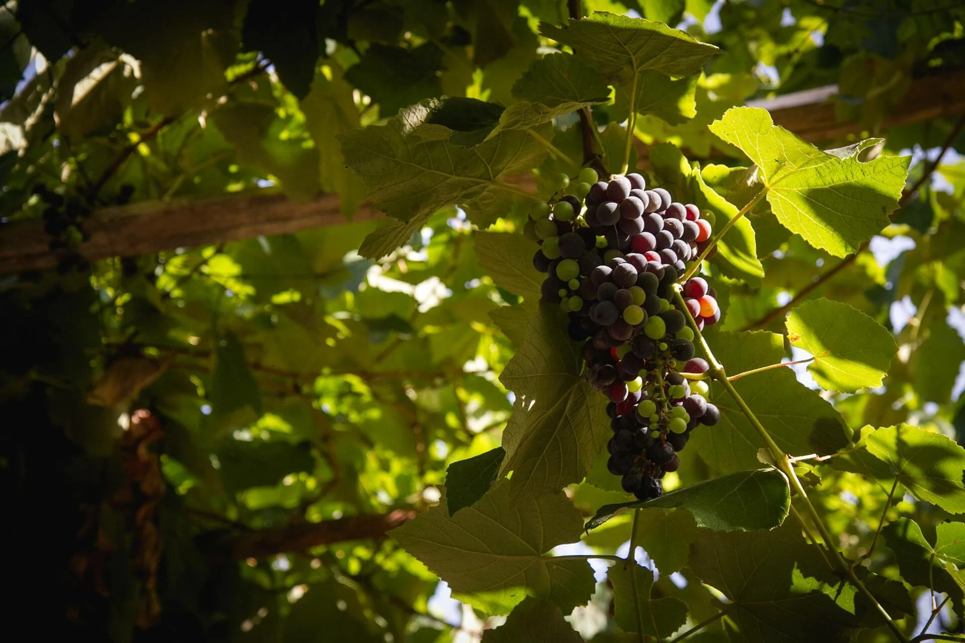 Blandy’s Madeira – Vineyards Heritage Tour