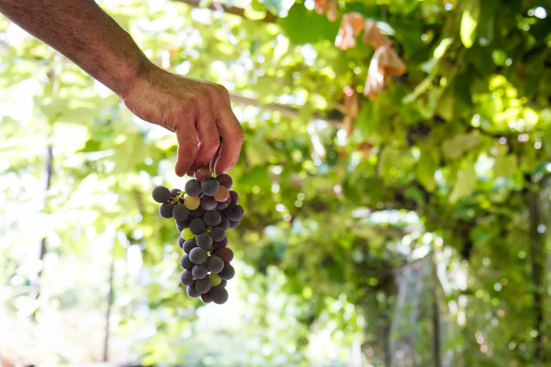 Blandy’s Madeira – Vineyards Heritage Tour