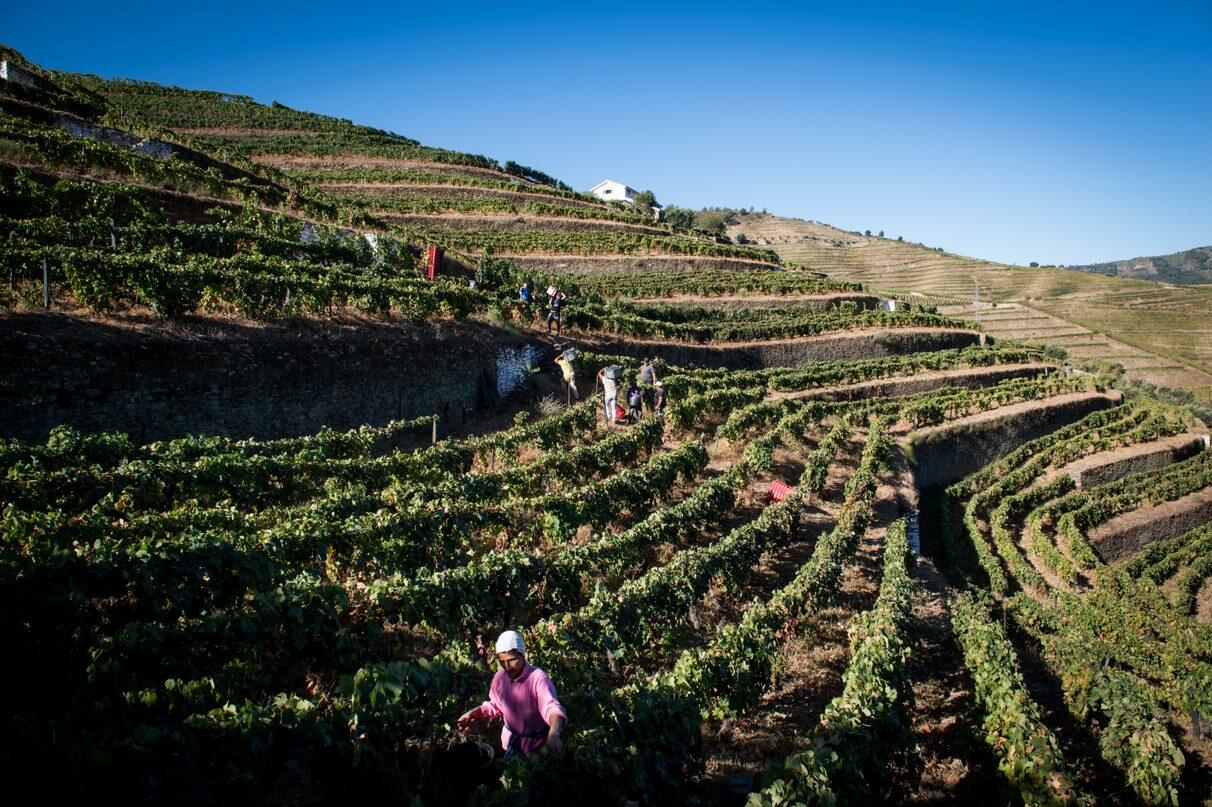 Quinta da Côrte – Um Dia de Vindima