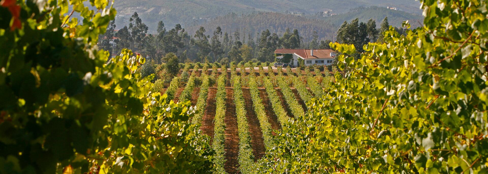 Quinta da Raza – Prova Castas Autóctones