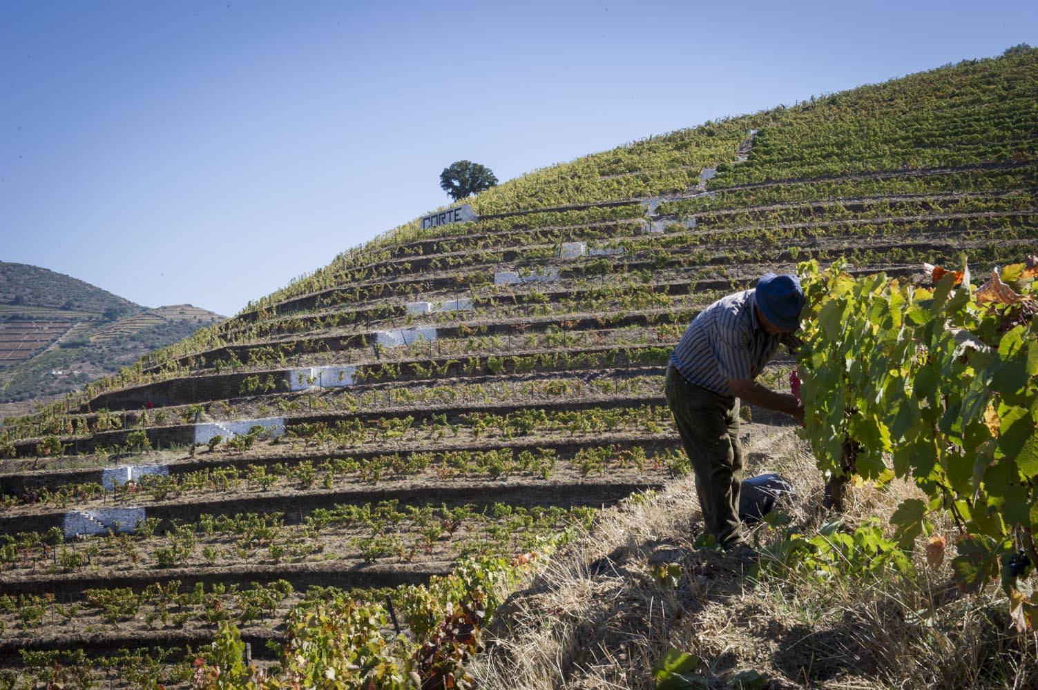 Quinta da Côrte – Um Dia de Vindima
