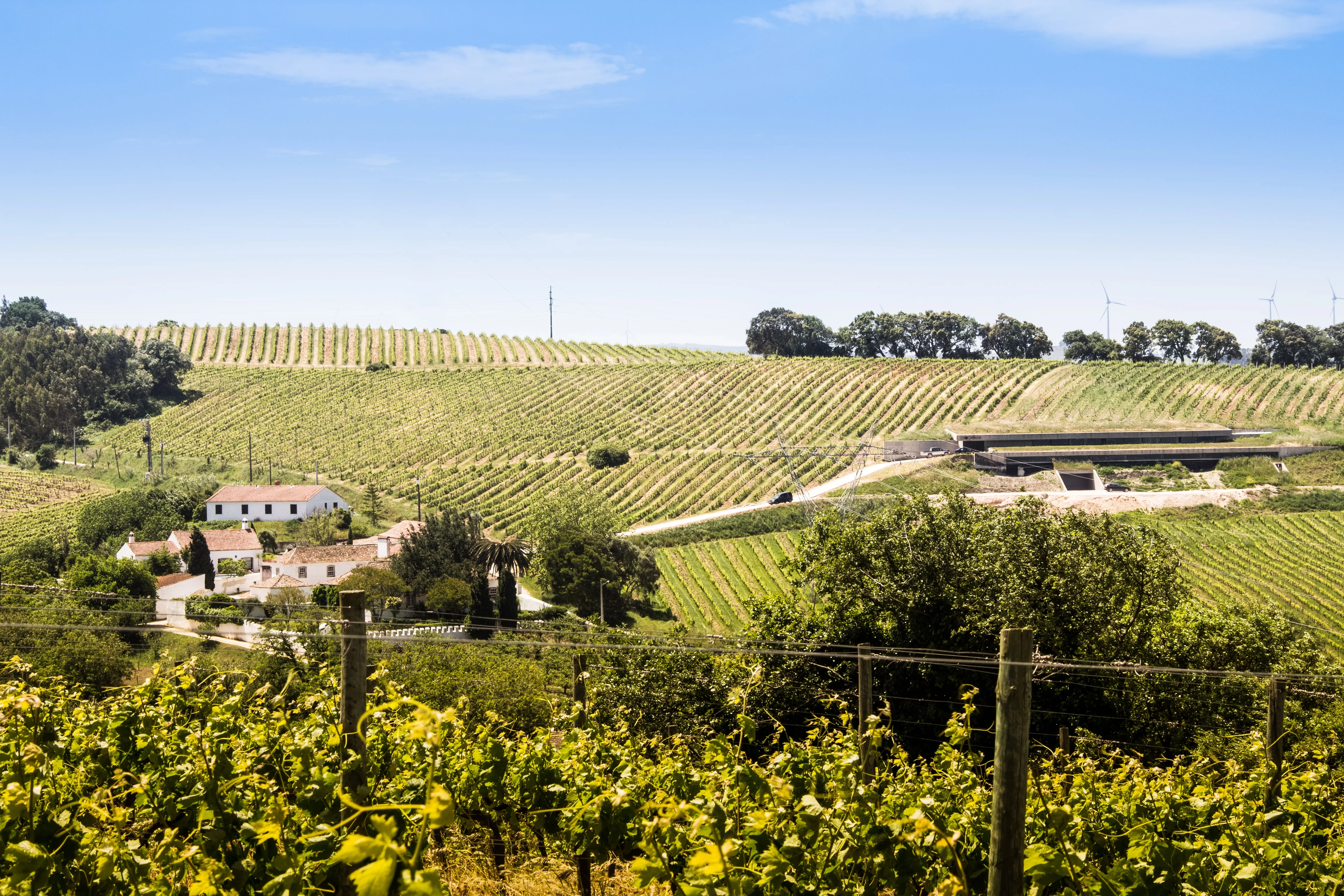 Vinhos da Costa Atlântica