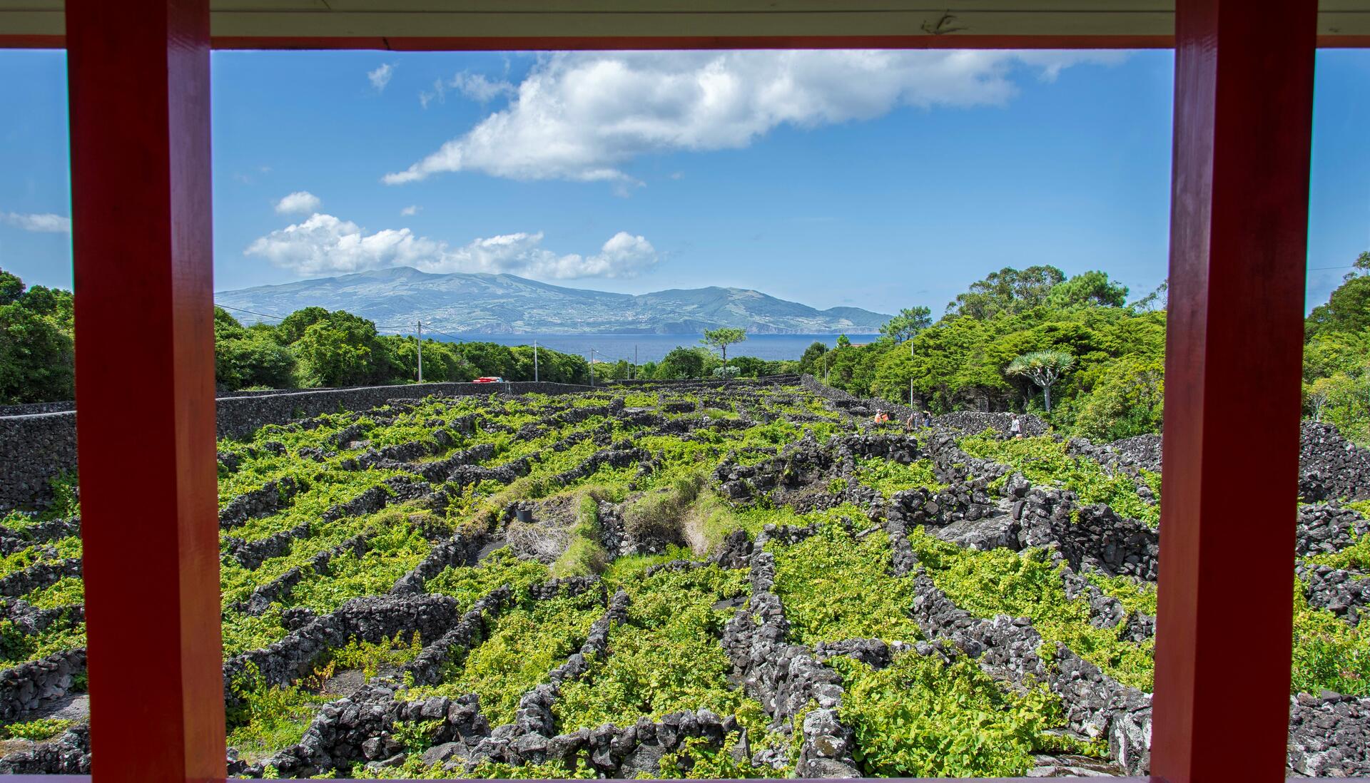 Tour Cultura do Vinho – Full day