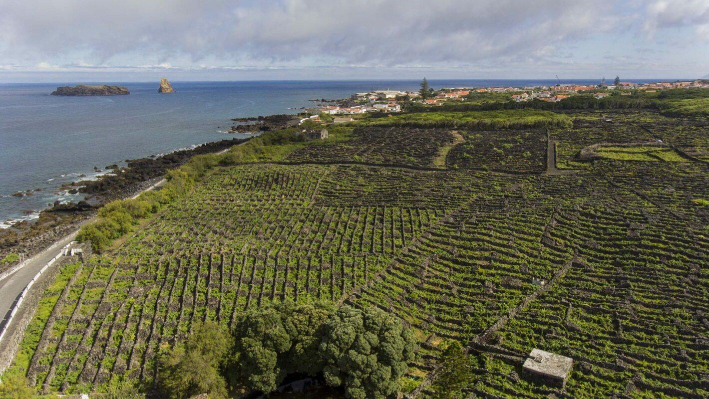 Tour Cultura do Vinho – Meio Dia