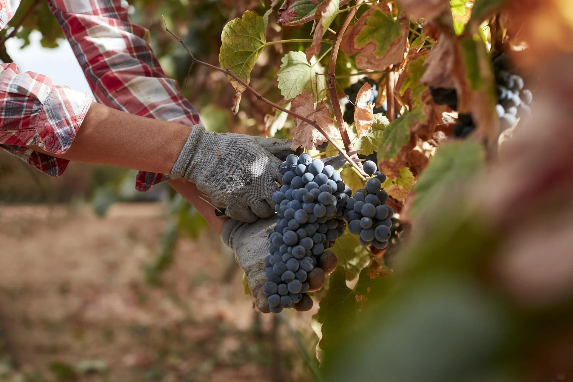 Família Margaça – Visita & Prova de Vinhos Reserva