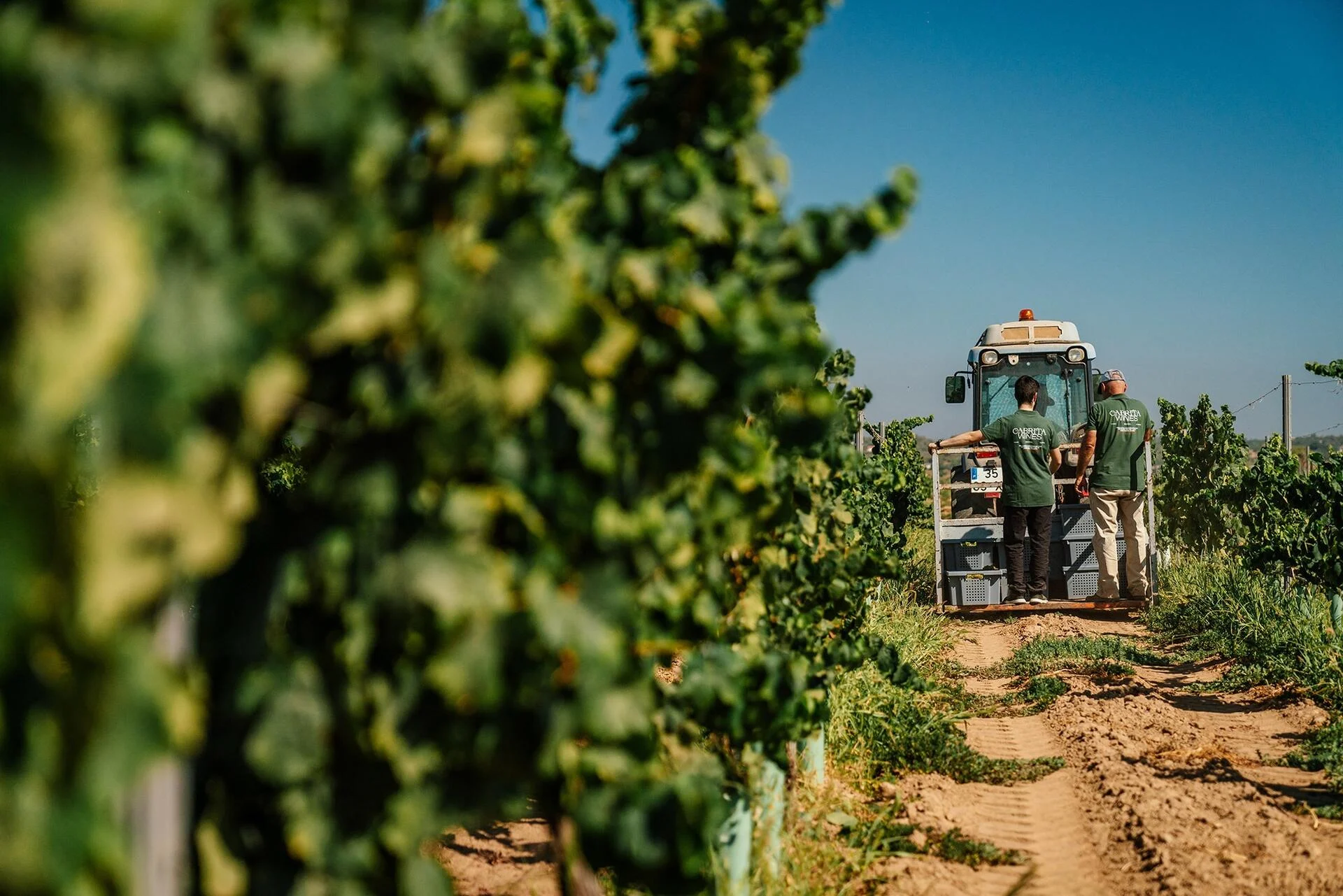 Cabrita Wines – Visita & Prova Prestige