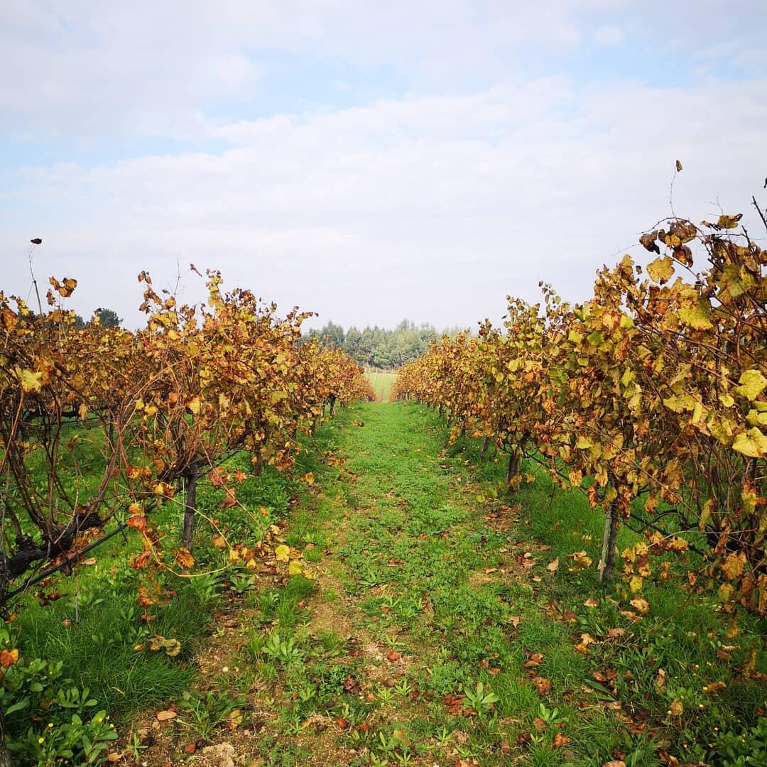 Quinta de Santiago – Piquenique nas Vinhas