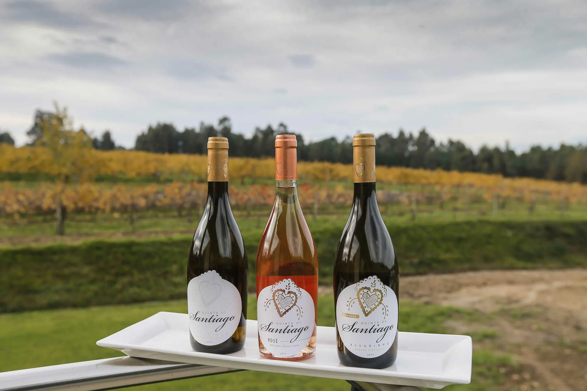 Quinta de Santiago – Vindimas