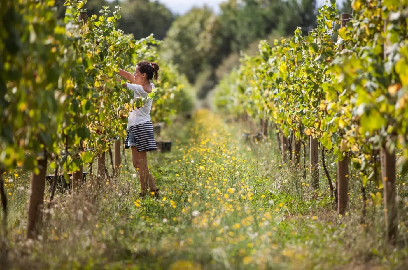 Quinta de Santiago – Vindimas