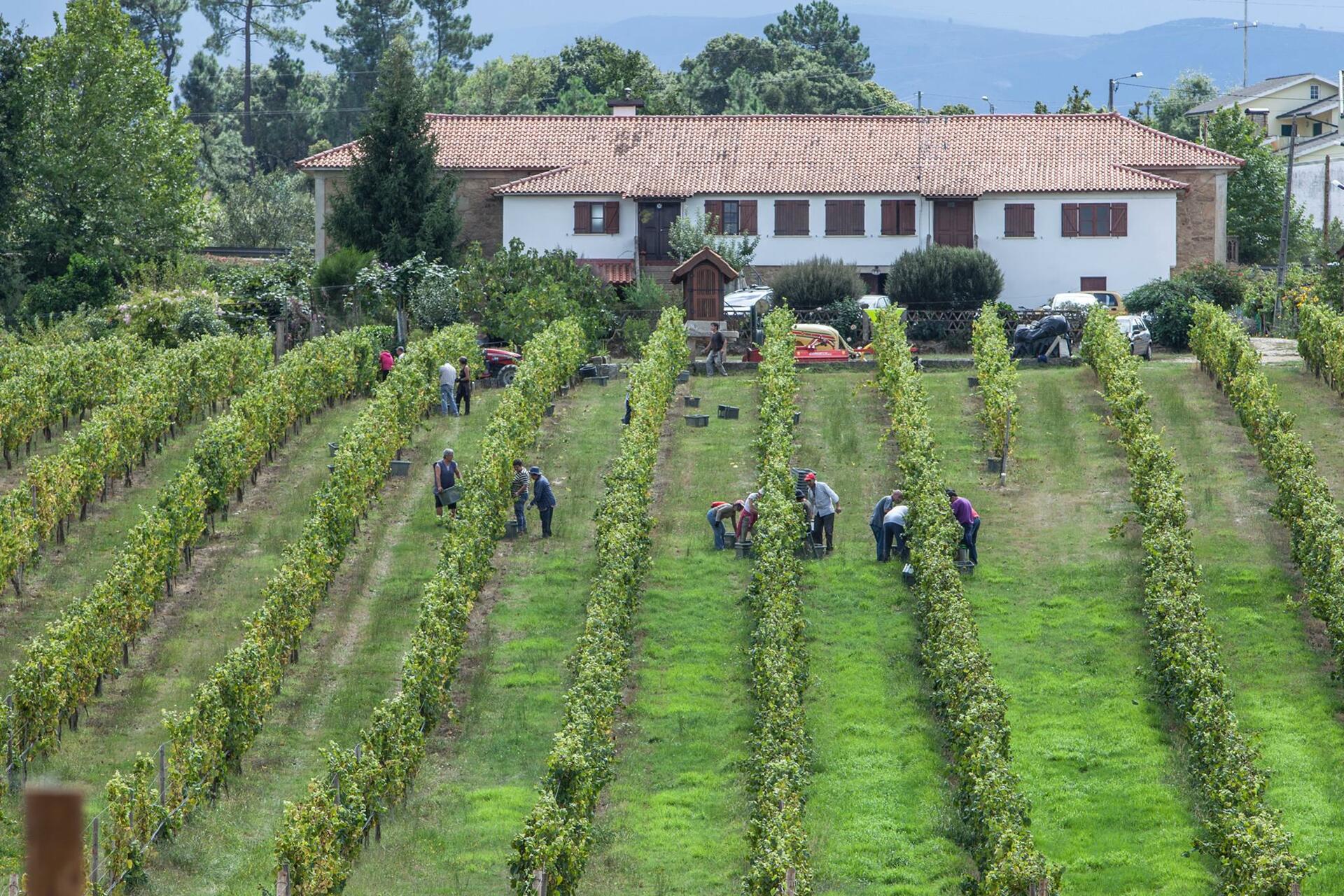Quinta de Santiago – Vindimas
