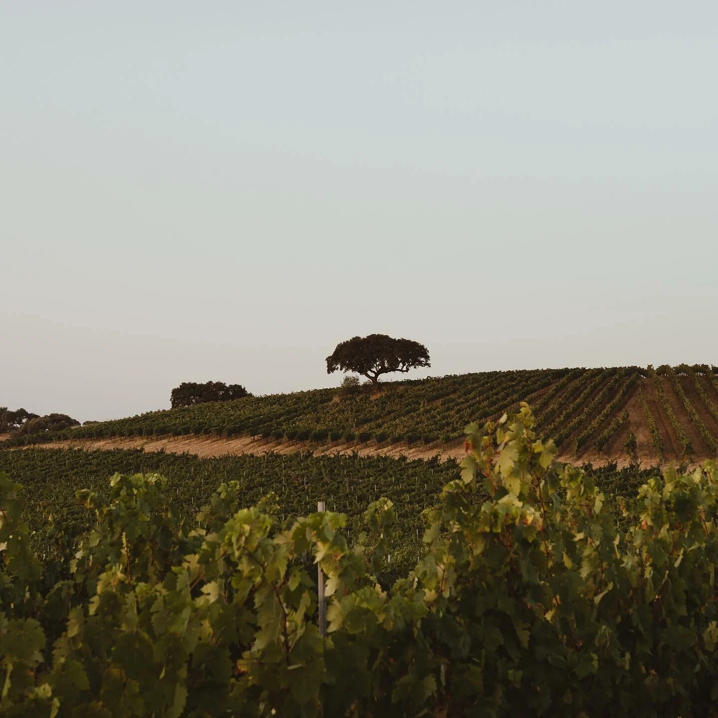 MAINOVA – Visita, Prova & Almoço Leve