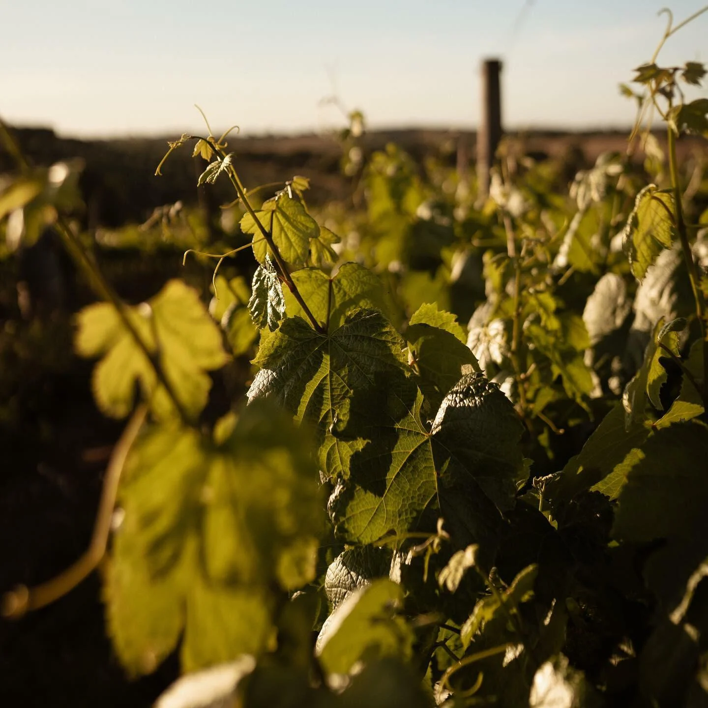 MAINOVA – Visita, Prova & Almoço Leve