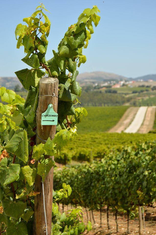 Adegamãe – Visita & Prova Edições Especiais