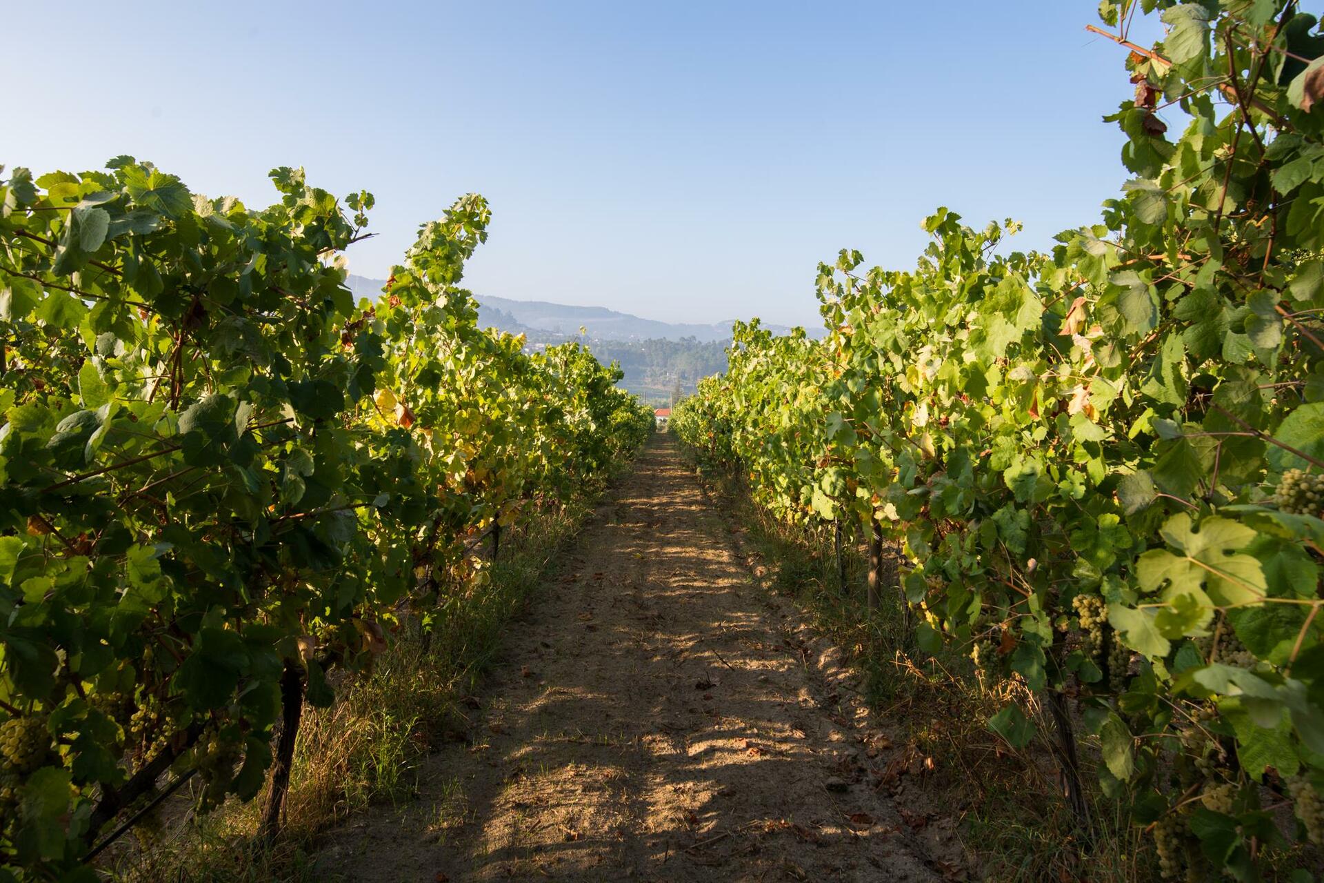 Casa Lata – Prova de Vinhos & Petiscos Regionais