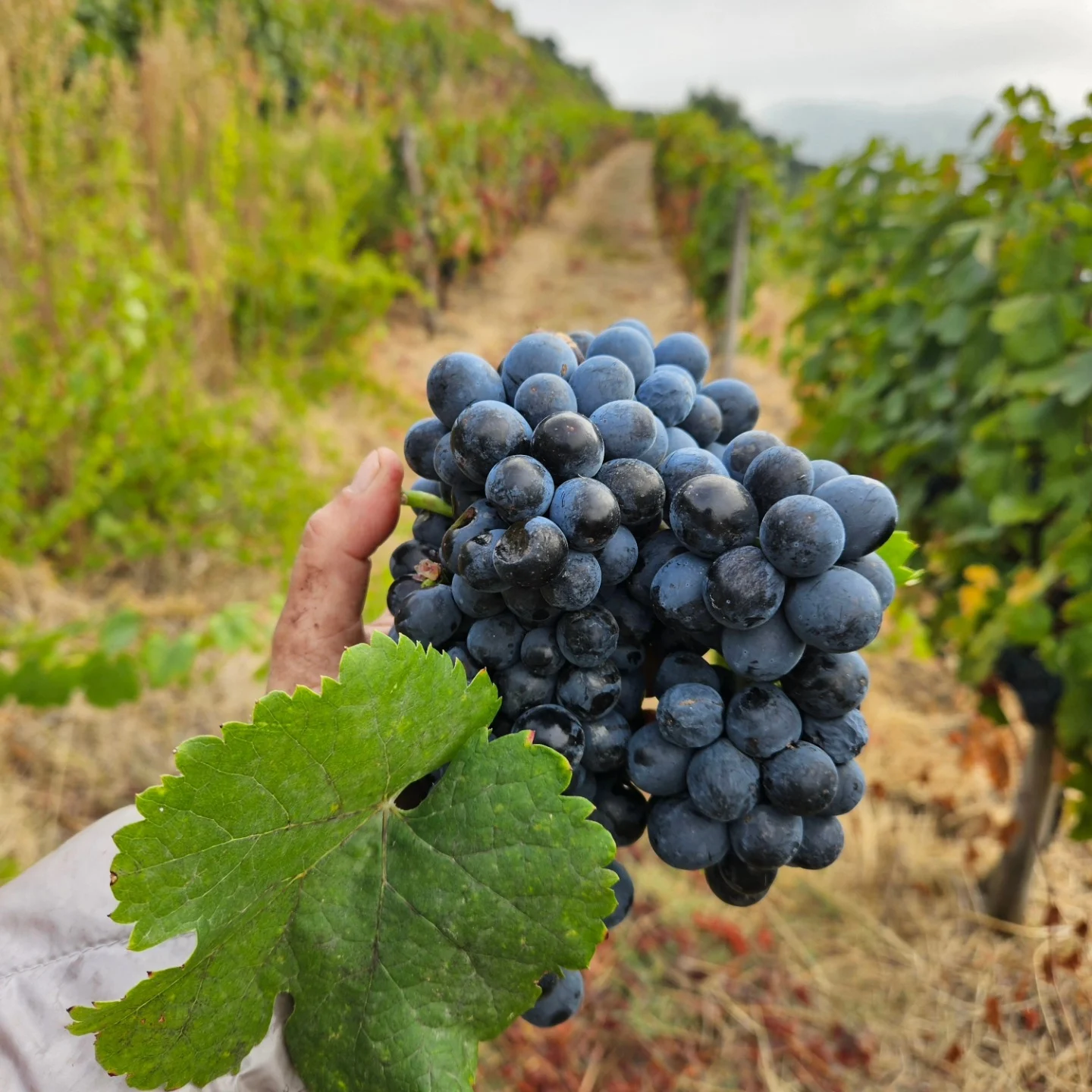 Quinta de Sobre a Fonte – Experiência de Vindimas