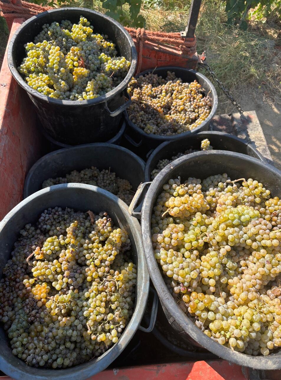 Quinta de Sobre a Fonte – Experiência de Vindimas