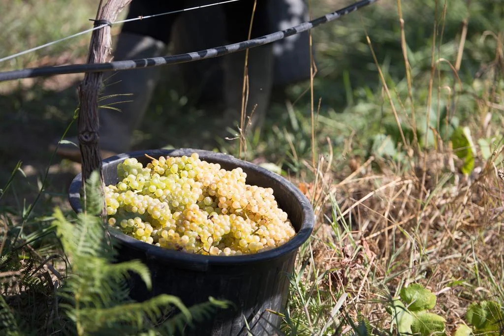 Casa Lata – Workshop de Vinhos Verdes