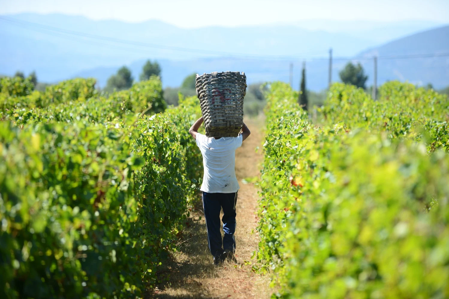 Quinta da Avessada – Vindimas na Enoteca