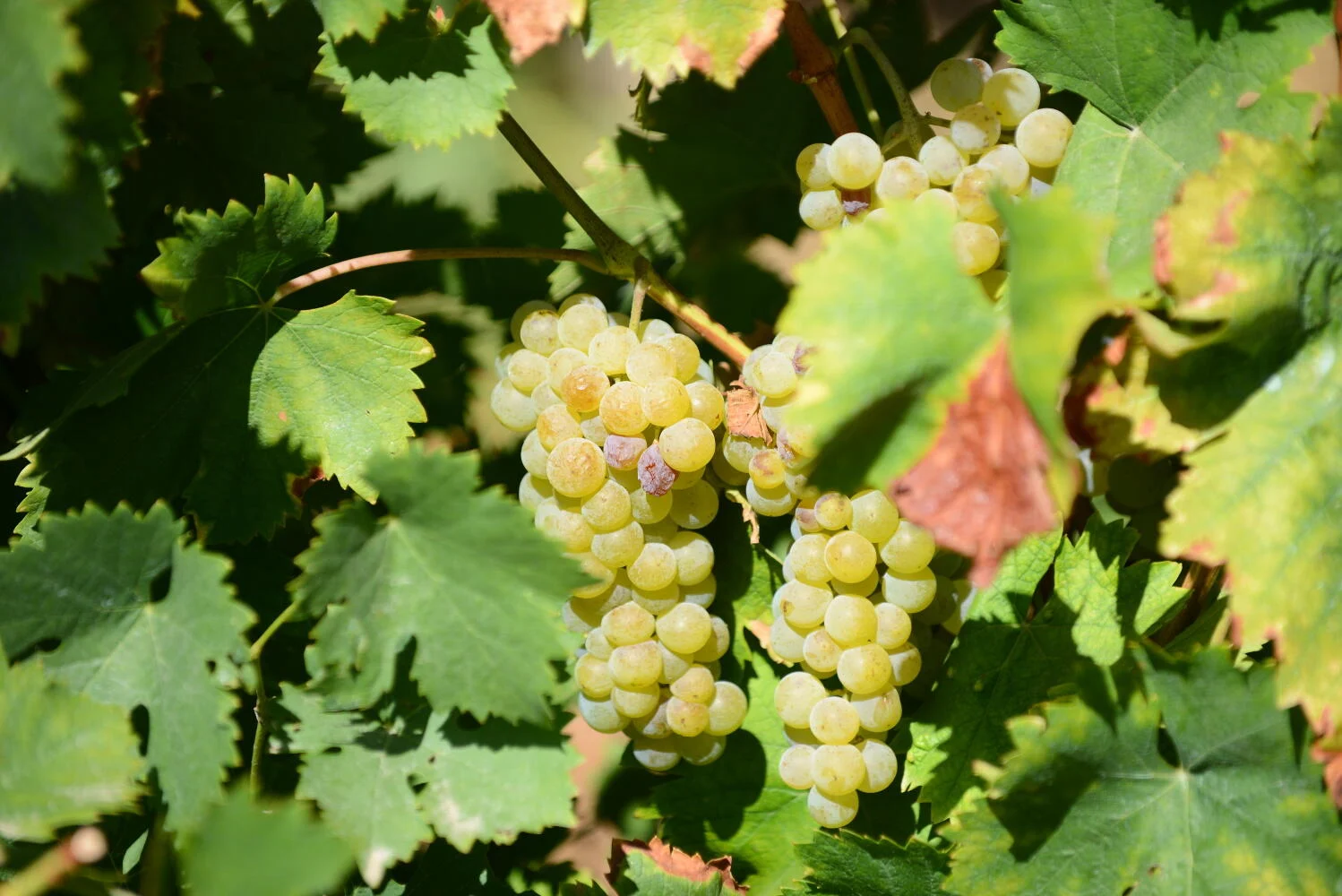 Quinta da Avessada – Vindimas na Enoteca