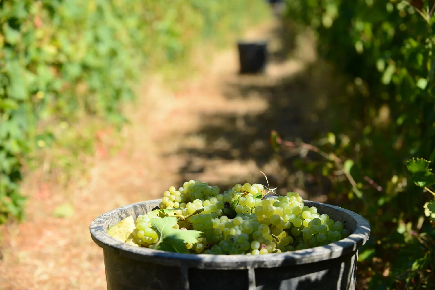 Quinta da Avessada – Vindimas na Enoteca