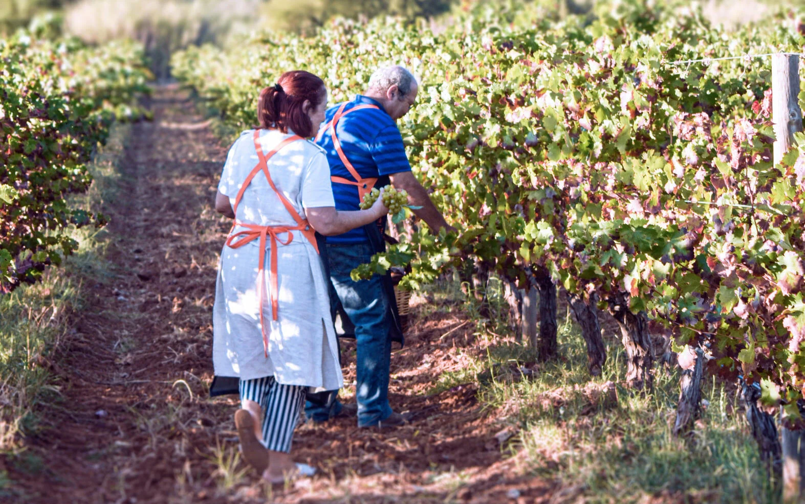 Quinta da Tôr – Prova Clássica