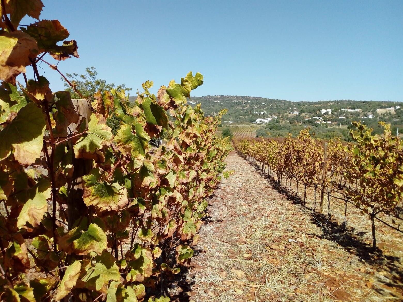 Quinta da Tôr – Prova Clássica