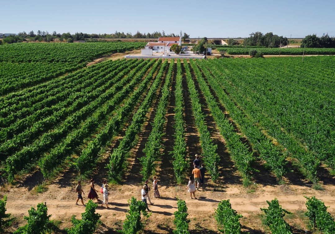 Paxá Wines – Visita & Prova Premium