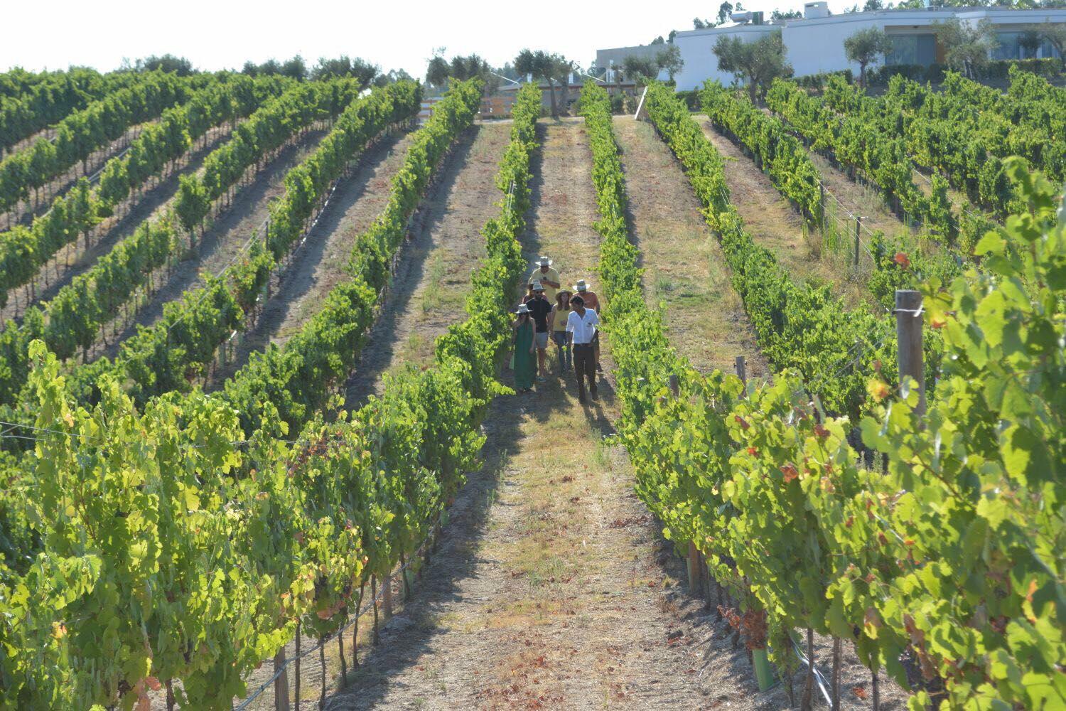 Herdade da Rocha – Visita & Prova de Vinhos