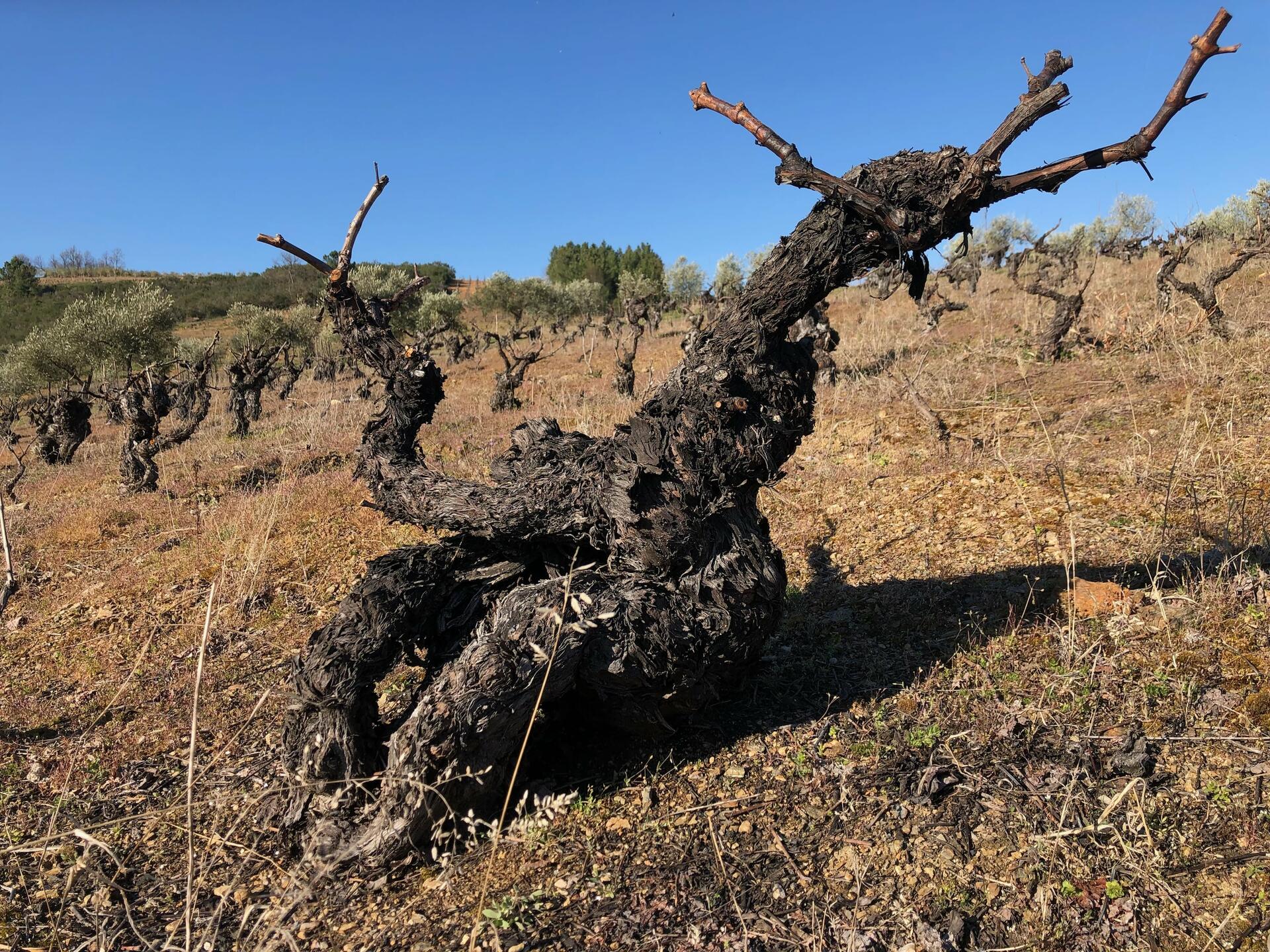 Casa do JOA – Jantar Vínico