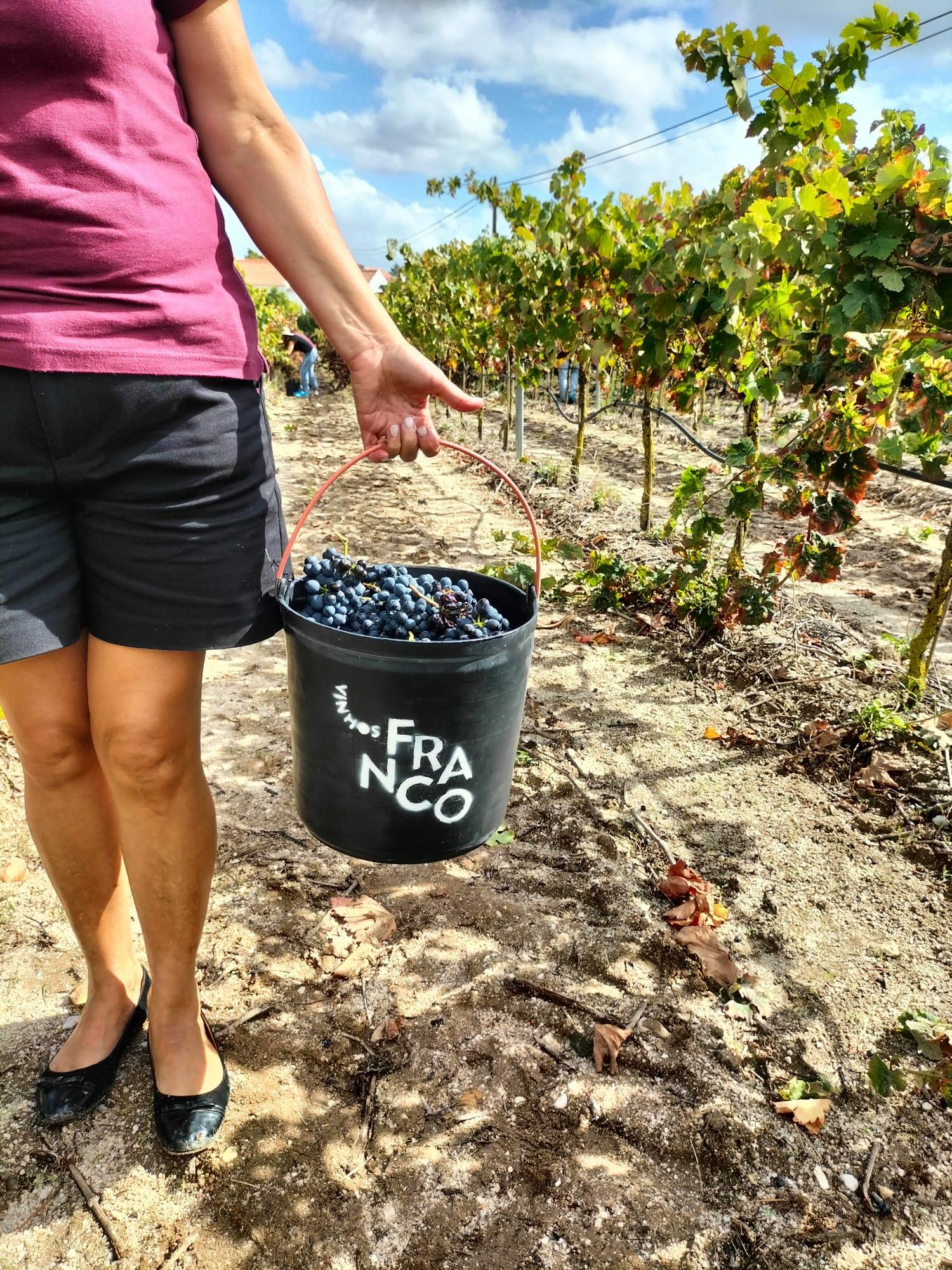 Vinhos Franco – Programa de Vindima